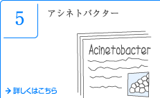 5 アシネトバクター