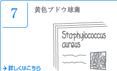 7 黄色ブドウ球菌